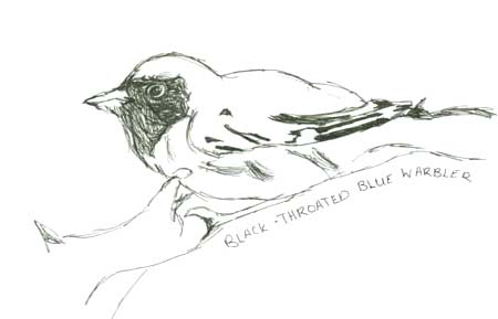 blue warbler
