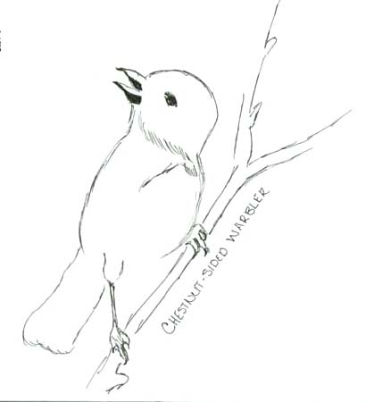 chestnut warbler