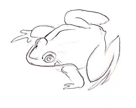 frog