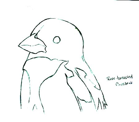 grosbeak