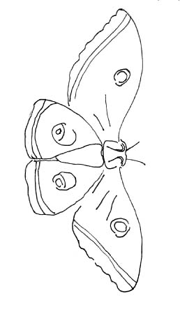 moth