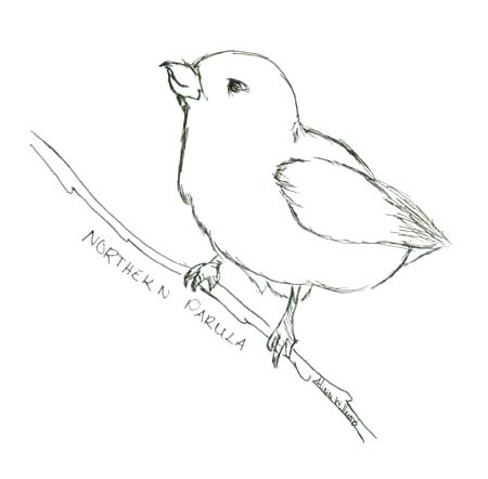 northern parula