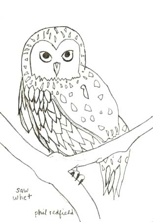 owl branch 1