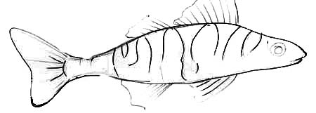 perch