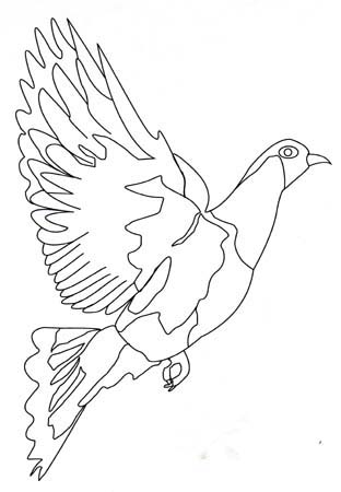 pigeon