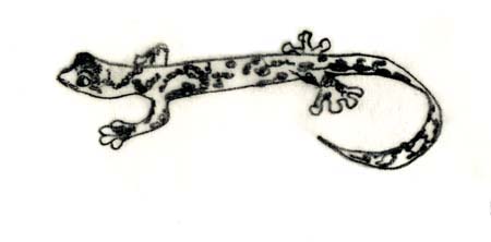 salamander 2