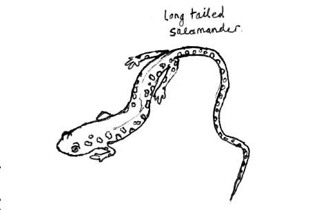 salamander