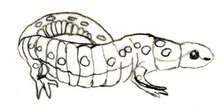 spotted salamander