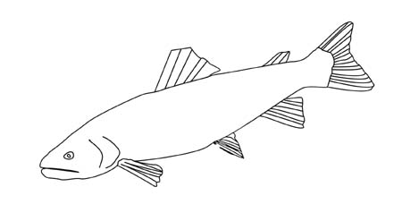trout