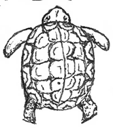 turtle