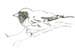 blue warbler