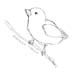 northern parula