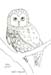owl branch 1