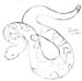 rattlesnake
