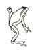 tree frog