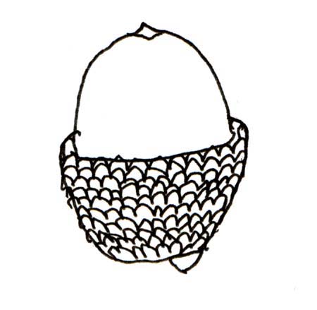 acorn