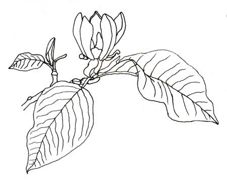 cucumber tree