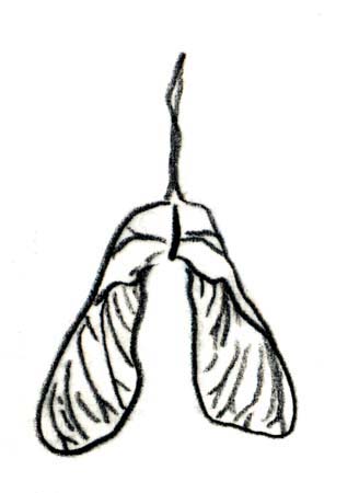 maple seed
