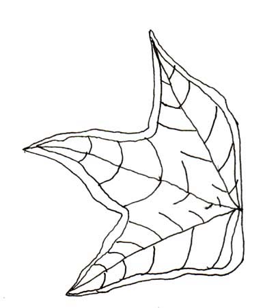 mapleleaf