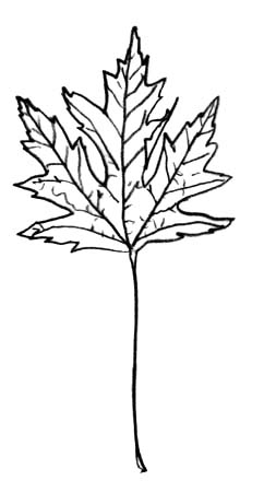 silver maple