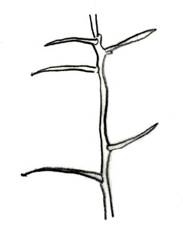 twig