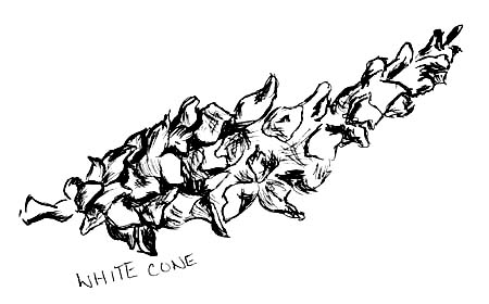 white pine cone