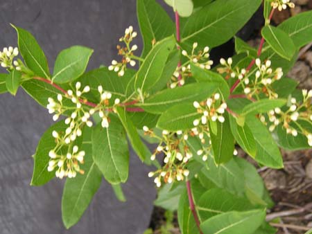 trailFlower1