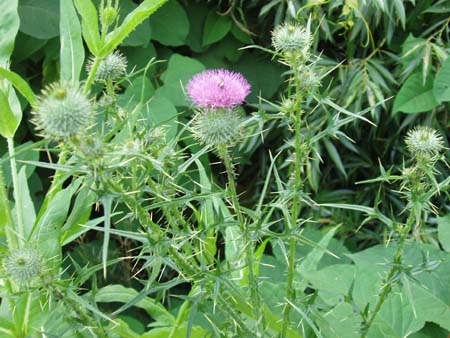 trailFlower4