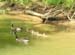 Geese