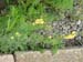 trailFlower3