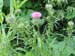 trailFlower4